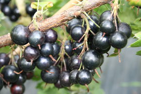 Vierbeere� Black Saphir