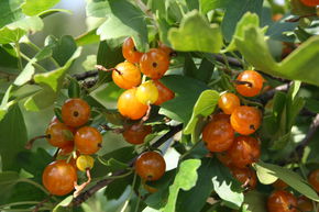 Vierbeere� Orangesse�