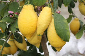 Citronnnier quatre saisons 'Lunario'