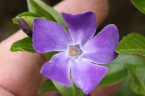 Pervenche � grandes feuilles