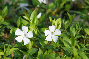 Petite pervenche 'Alba' � fleurs blanches