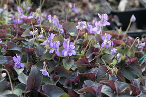 Violette du Labrador