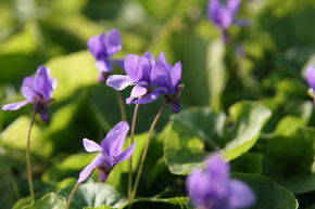 Violette odorante 'K�nigin Charlotte'