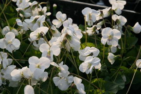 Violette parente 'Albiflora'