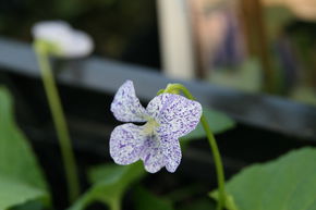 Violette parente 'Freckles'