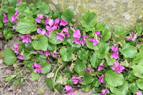 Violette parente 'Rubra'