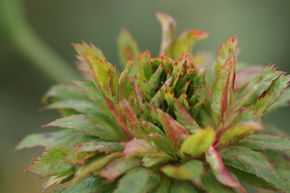 Rosier 'Viridiflora' - rare -