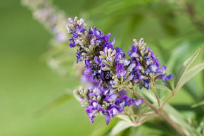 Gattilier, Poivre des moines 'Blue Puffball�'