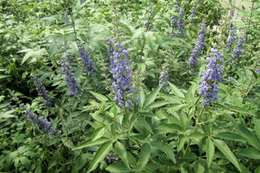 Poivre aux moines, gattilier 'Blue Diddley�'