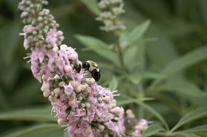 Poivre aux moines, gattilier 'Galactic Pink'