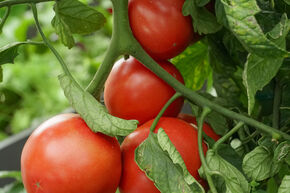 Tomate de plein champ Vivagrande (232-x)