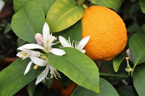 Citron orange, Rangpur