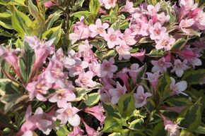 Weigelie 'Magical Rainbow�'