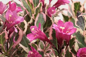 Weigelie 'All Summer Monet'