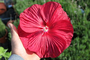 Hibiscus des marais 'Luna Red'