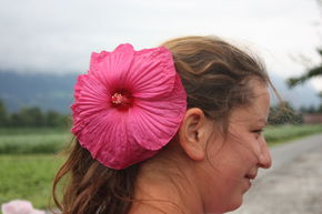 Hibiscus des marais 'Luna Rose'