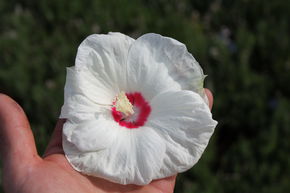 Hibiscus des marais 'Luna White'