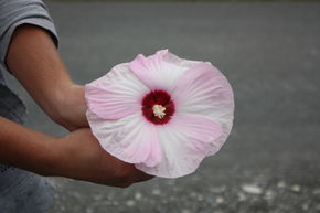 Hibiscus des marais 'Luna Pink Swirl'