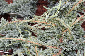 Gen�vrier �cailleux 'Meyeri'
