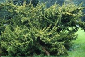 Gen�vrier de Chine 'Plumosa Aurea'