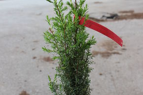 Gen�vrier colonnaire 'Arnold'