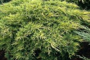 Gen�vrier 'Gold Coast'