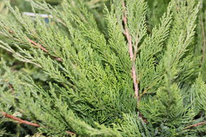 Gen�vrier 'Mint Julep'