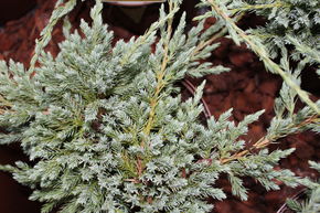 Gen�vrier rampant 'Blue Carpet'