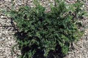 Gen�vrier rampant 'Wiltonii'