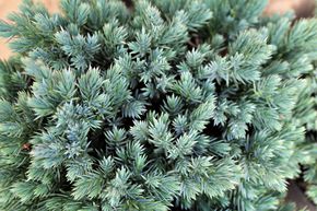 Gen�vrier boule bleu 'Blue Star'