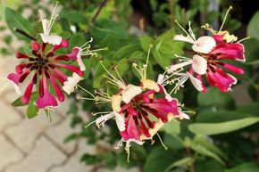 Ch�vrefeuille des bois 'Serotina'