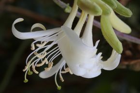 Ch�vrefeuille des bois