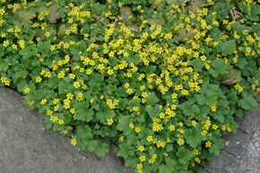Sierra des bois � feuilles lob�es - Fraise d'or