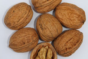 Noyer commun 'Franquette'