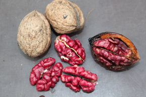 Noyer 'Rosette' - Noix rouges