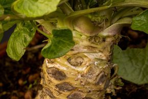 V�ritable plante Wasabi 'Matsum'