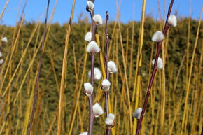 Saule marsault, Saule des ch�vres