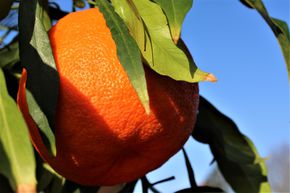 Oranger amer 'Salciflolia'