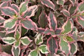 Weigela nain 'Monet'