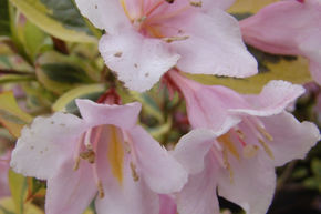 Weigela 'Nana Variegata' - plante XXL