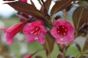 Weigelia 'Alexandra'