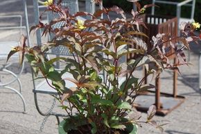 Ch�vrefeuille arbustif 'Diva' (S) - plante XXL