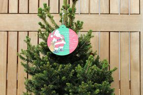 Sapin bleu, Epinette bleue 'Will's Zwerg' - en pot d�coratif rouge de No�l, nain