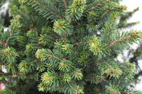 �pic�a nain 'Will's Zwerg'