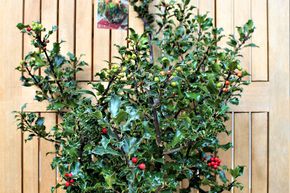 Houx de No�l 'Blue Angel' - en pot d�coratif rouge de No�l