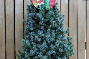 Sapin bleu, Epinette bleue 'Blue Wonder' - en pot d�coratif rouge de No�l