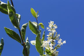 Tro�ne panach� blanc 'Argentum'