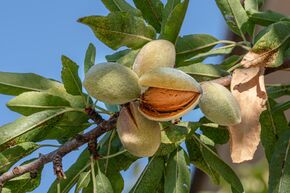Amandier 'Weisse Krachmandel' (� Amande blanche craquante �)