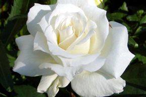 Rosier White Symphonie�