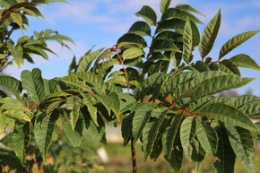 Arbre &agrave; salade color&eacute; 'Flamingo'
